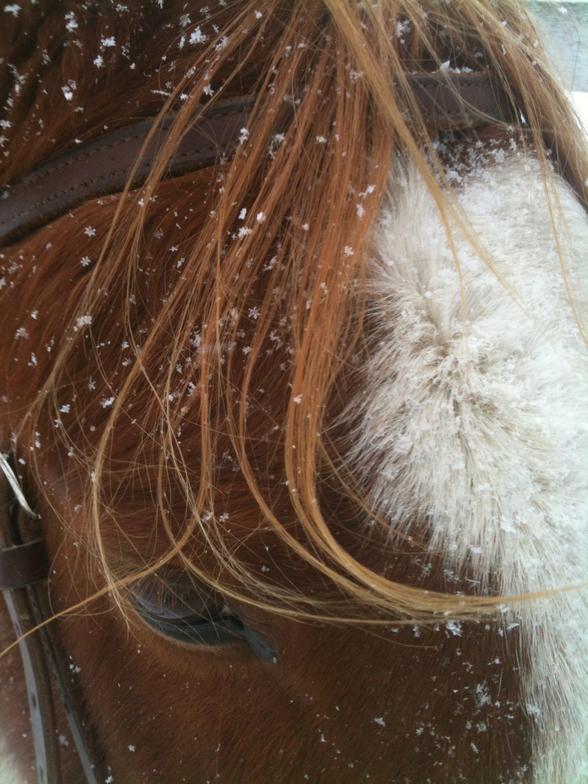 A close up of a horse 's mane with snow on it