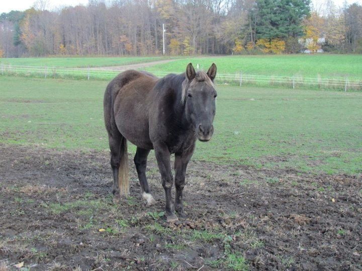 A horse is standing in a muddy field looking at the camera.