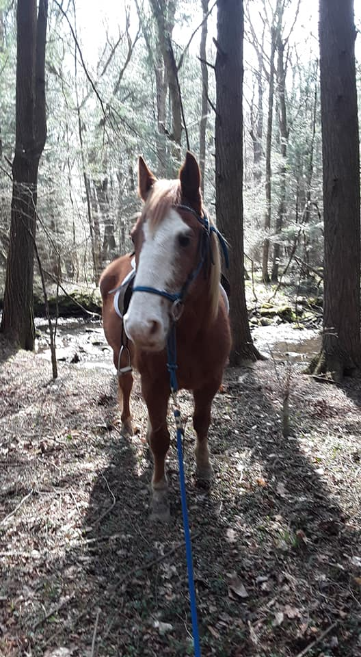 Junior, the Quarter/Halfie horse