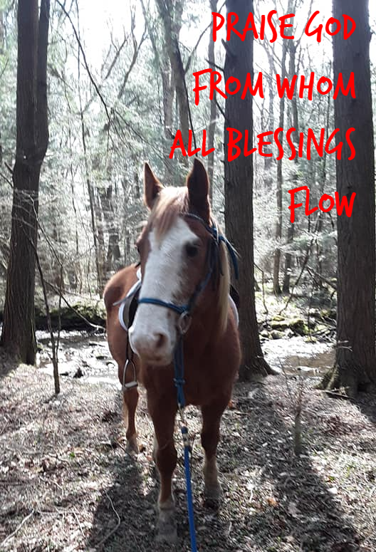 A brown and white horse in the woods with the words praise god from whom all blessings flow