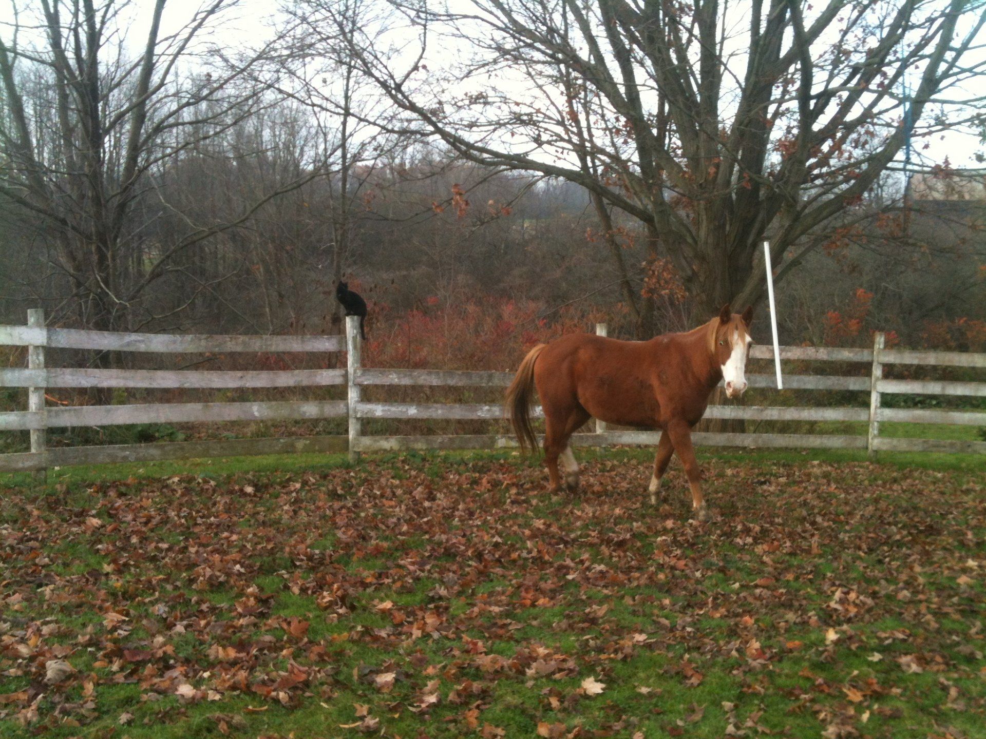 A brown horse standing in a field next to a white fence