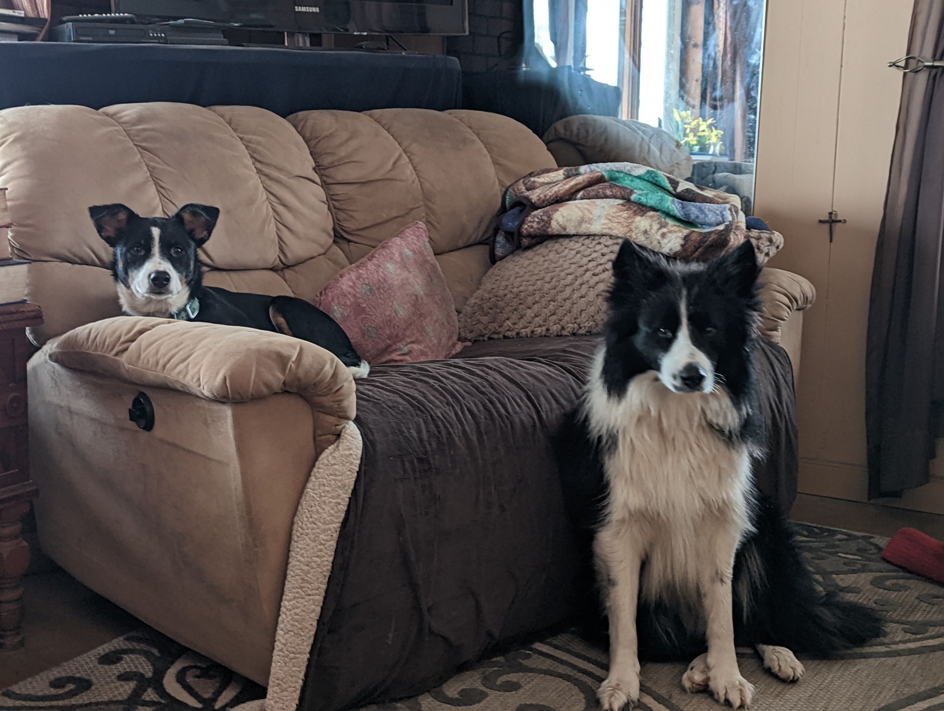 Two dogs are sitting on a couch in a living room.