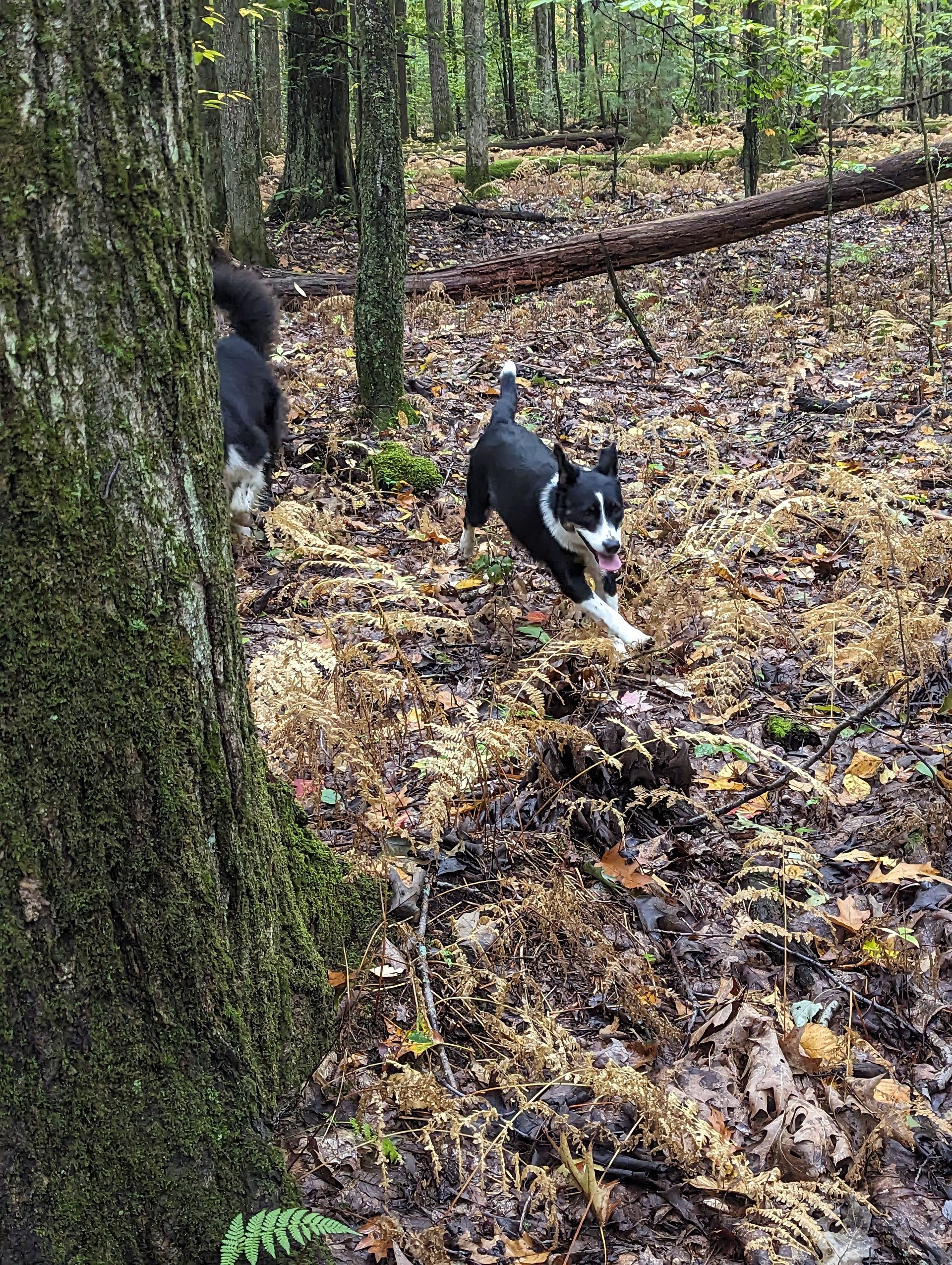 A black and white dog is running through the woods.