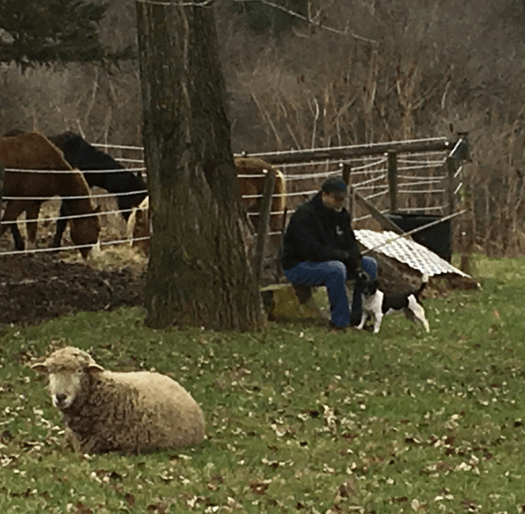 A man sits in a field with a dog and a sheep