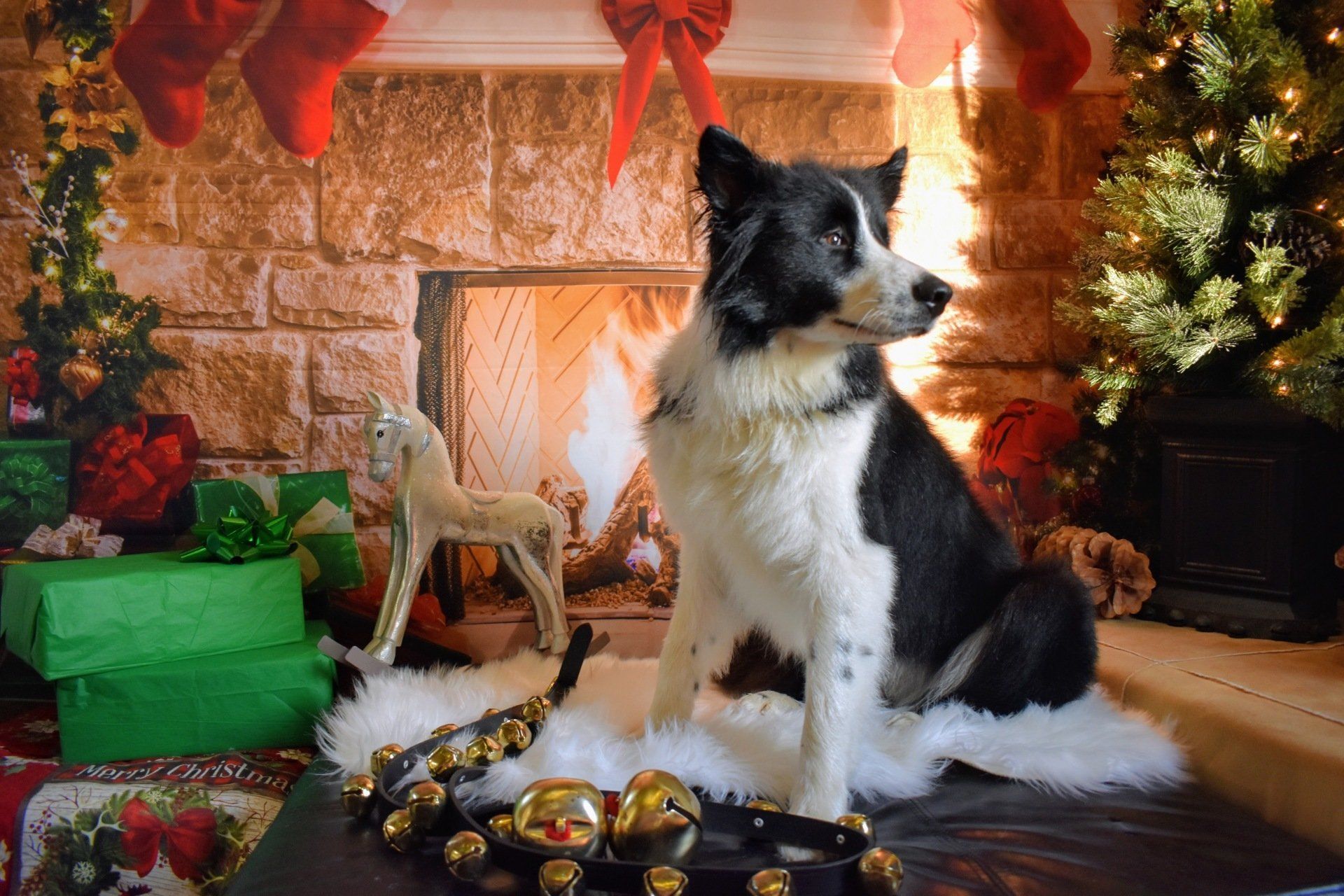 Studio photo compliments of Nancy Yesko Grooming.