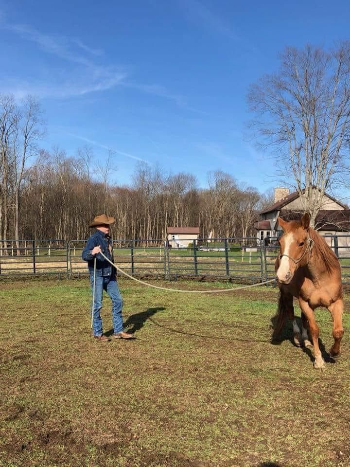 A person in a cowboy hat and jeans holds a rope, training a brown horse in a field on a sunny day.