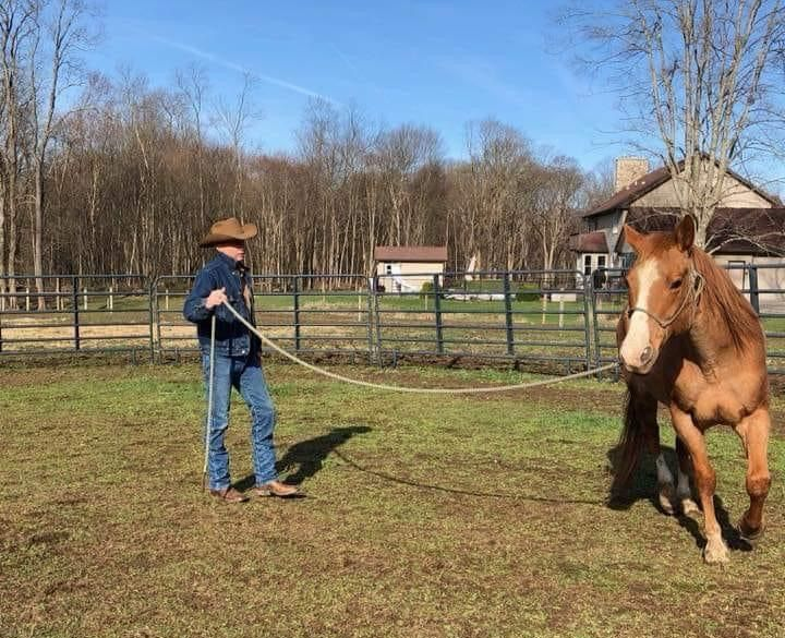 We are camping with the horses! Horse tied in the forest, eating hay from a hay bag