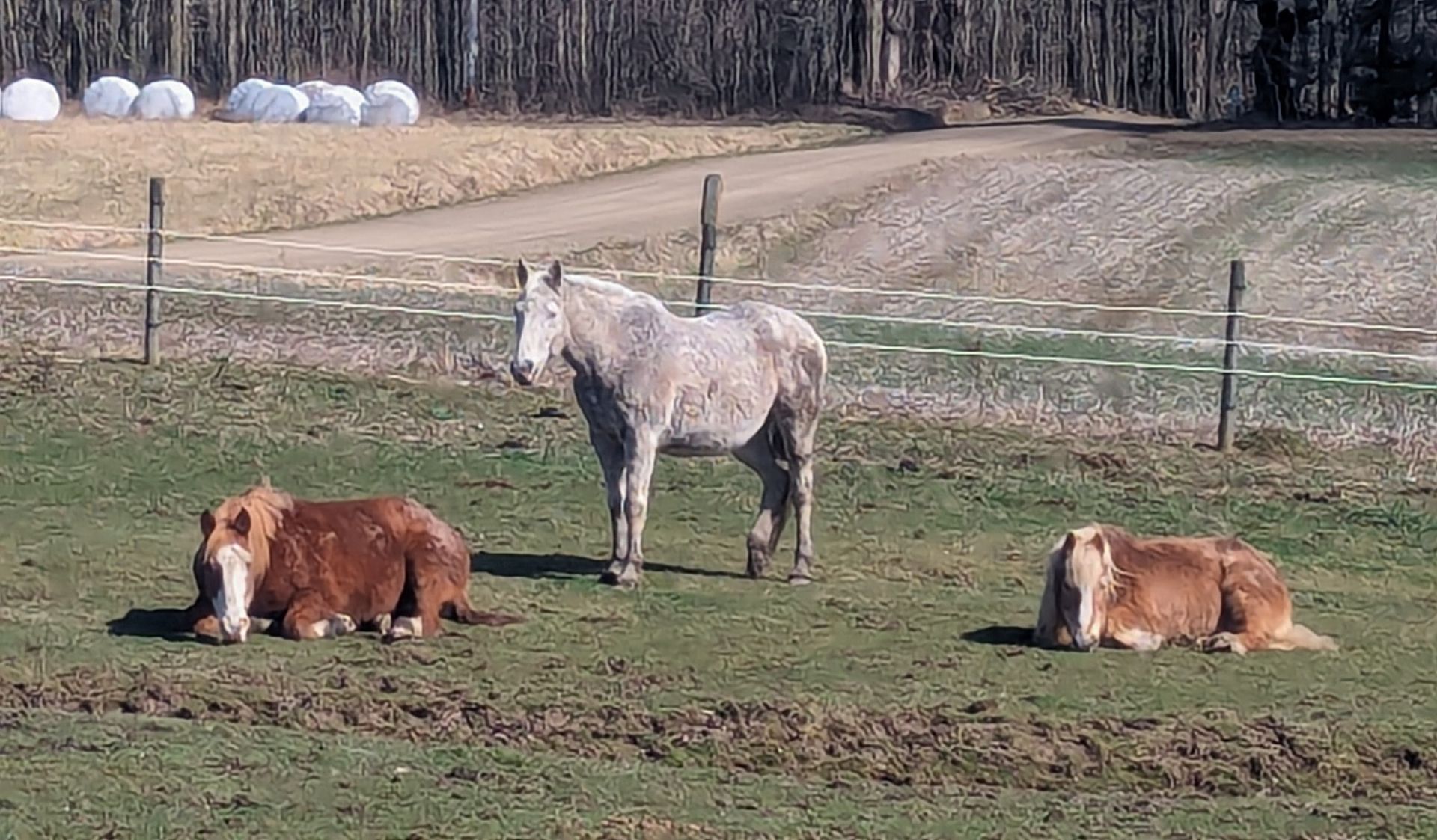 Three horses are standing and laying in a grassy field
