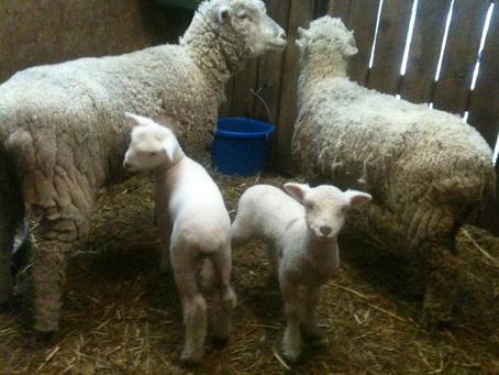 A group of sheep standing next to each other in a pen
