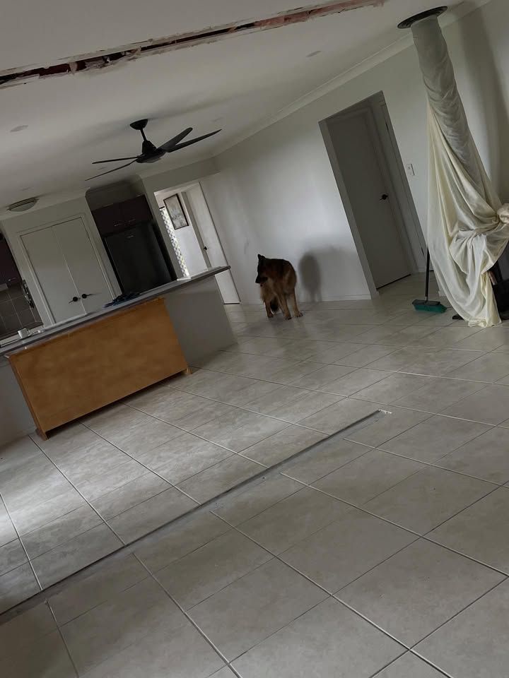 A Dog Walks in a Room With a Kitchen — RAC Carpentry Services in Coomera, QLD