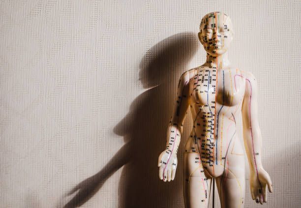 Mannequin — Salina, KS — Schwedtfager Chiropractic