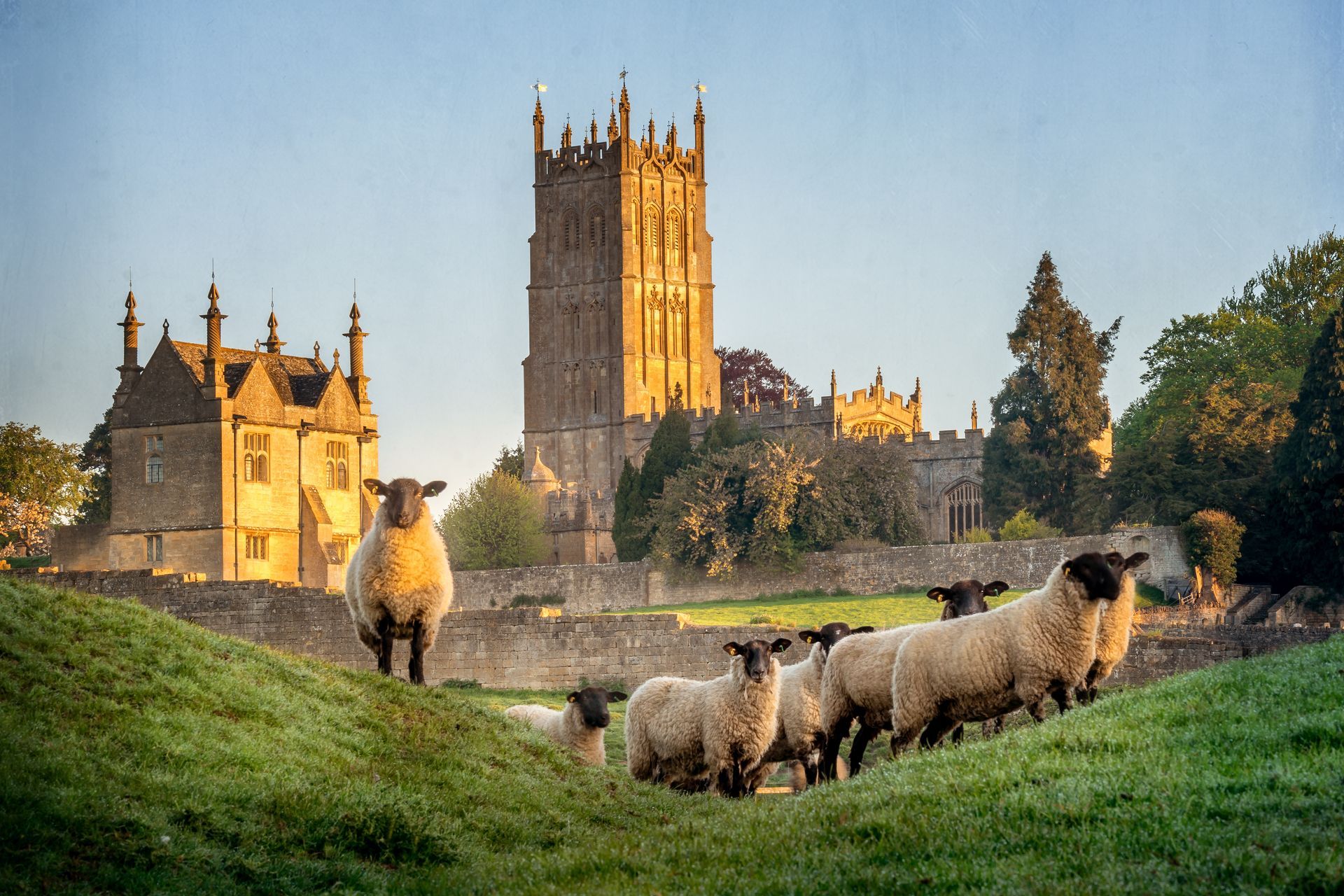 Cotswold sheep neer Chipping Campden in Gloucestershire, England, United Kingdom with the local Church built in traditional Cotswold Stone in the background.