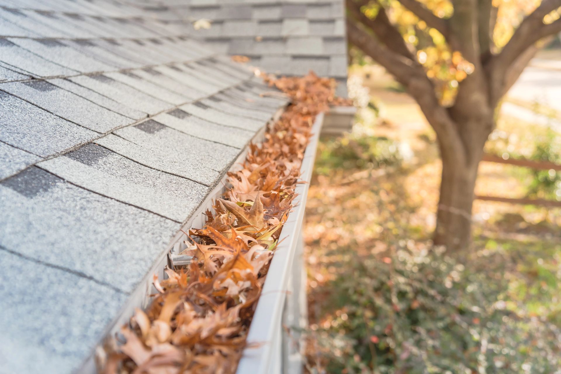 golden leaves clog up a white traditional gutter on a grey slate roof in autumn.