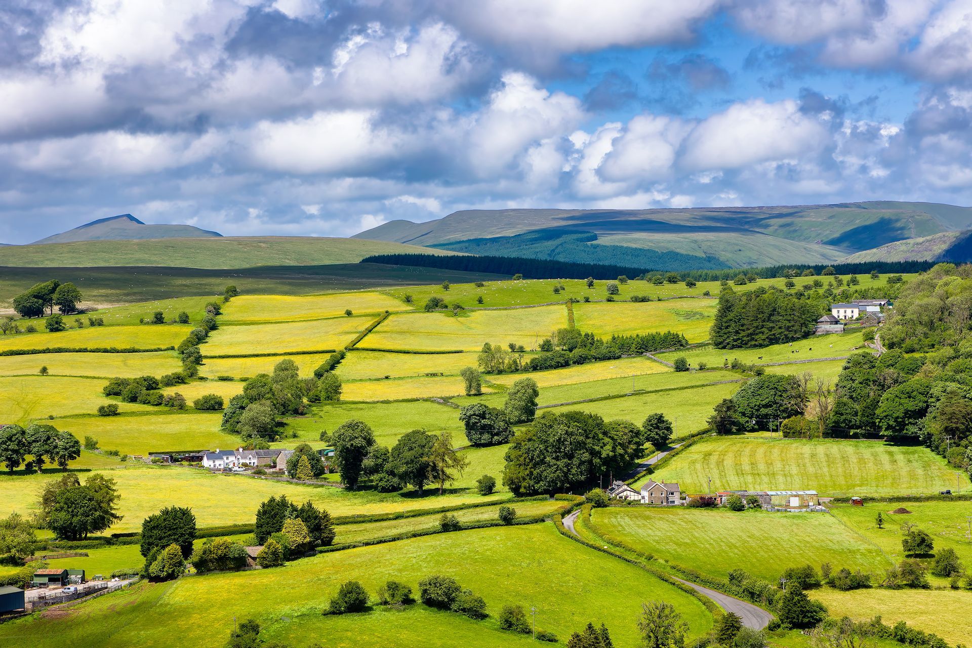 A beautiful landscape of rural mountains and farms in Powys, Wales. The brightly coloured yellow fields extend uphill to forestry and distant mount tops making a dramatic scene. A country road winds across the foreground and uphill to the right.