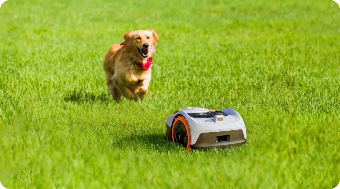 Cane che insegue un robot tagliaerba su un prato verde.