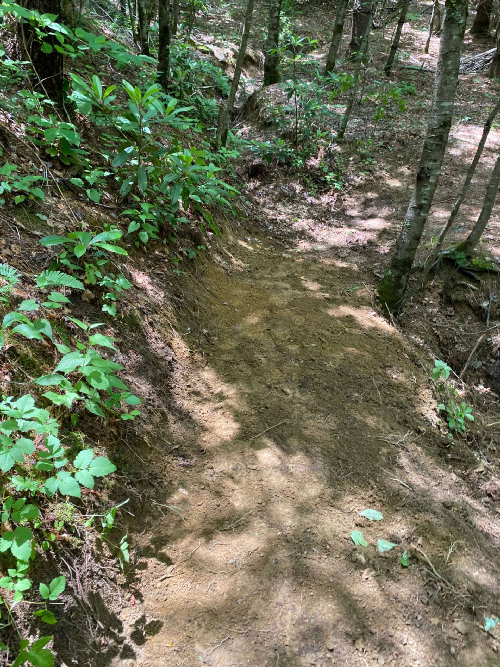 Dirt trail winding through a forest, with trees, greenery, and a sunny atmosphere.