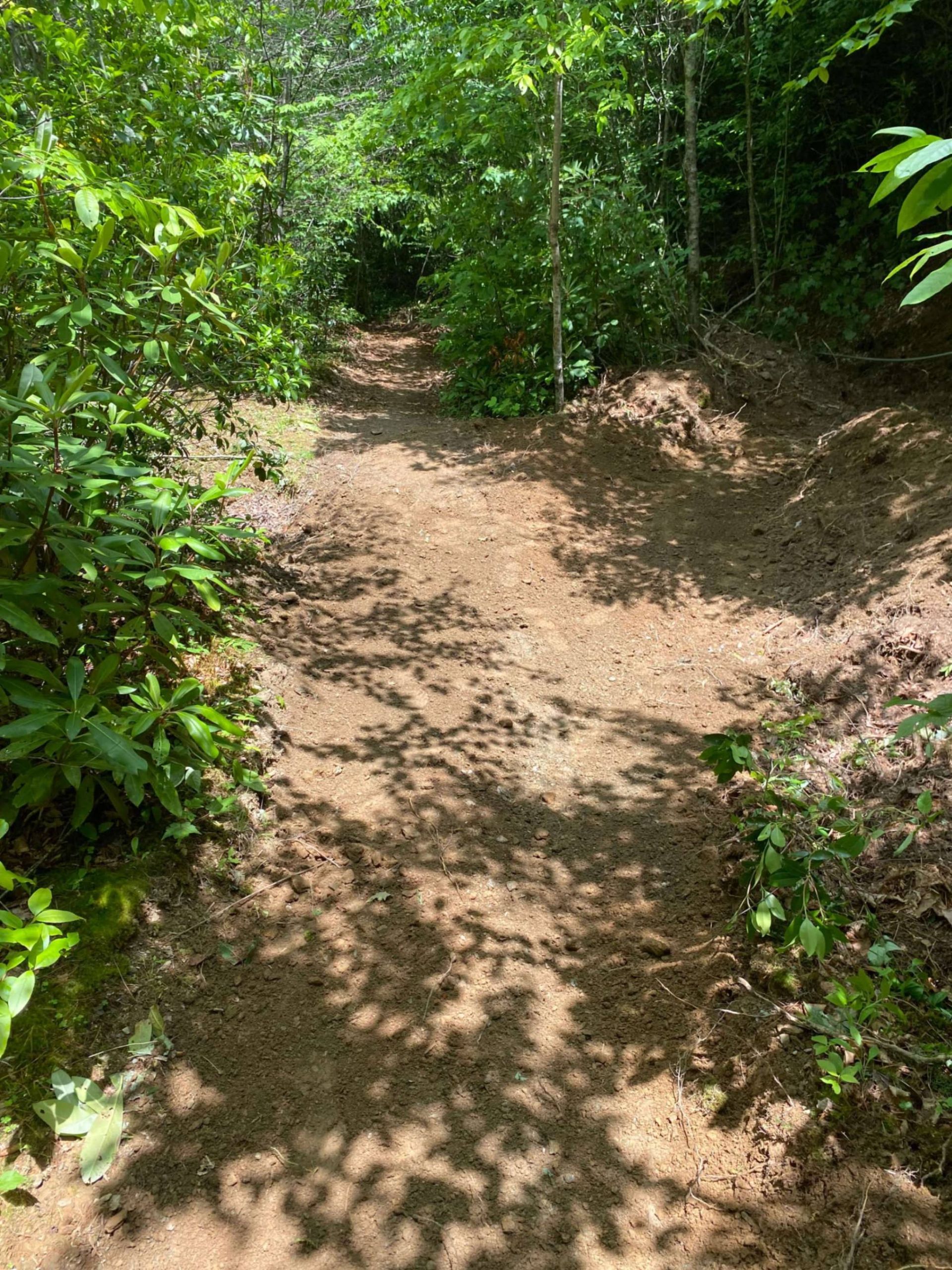 Dirt path through a forest, sunlight creating shadows on the trail.