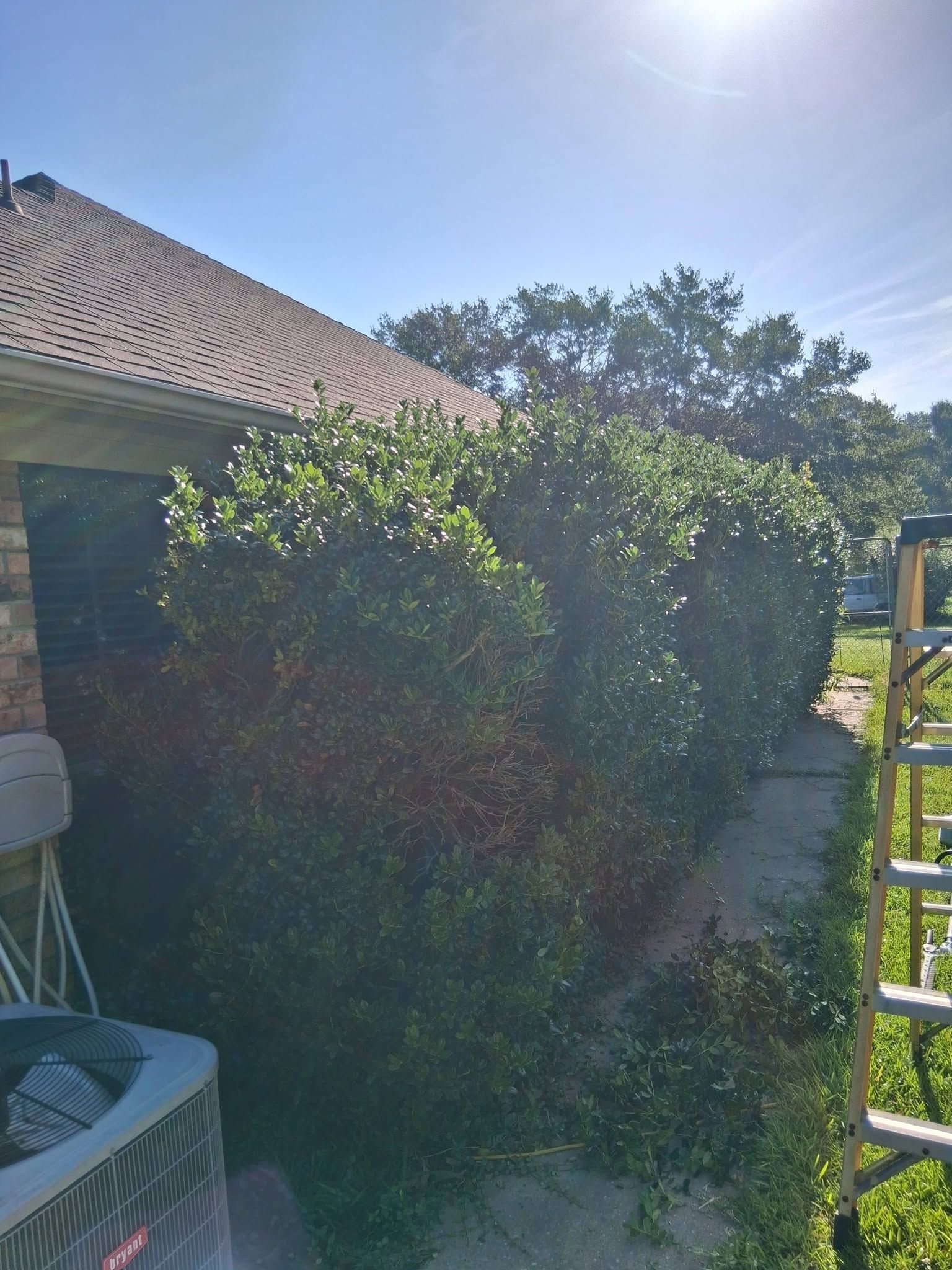 Backyard patio with dense green hedge beside a house under a sunny blue sky