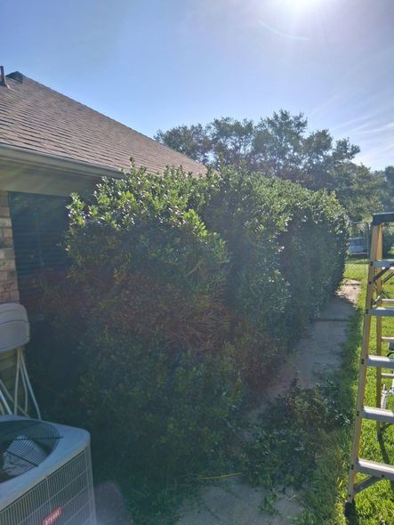 Backyard patio with dense green hedge beside a house under a sunny blue sky