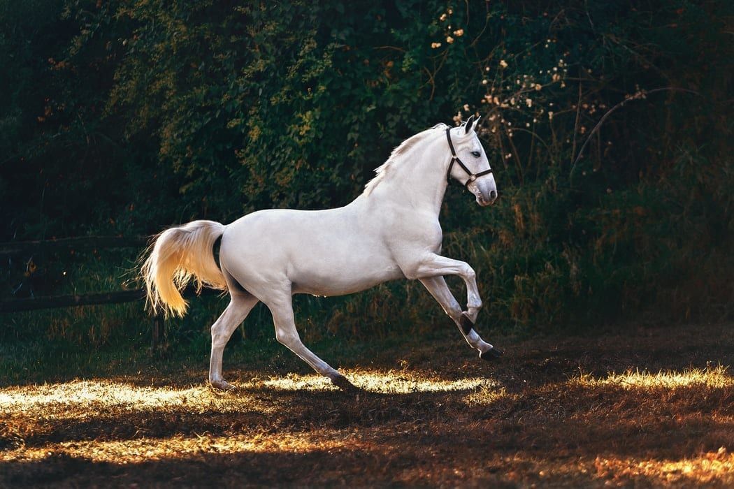 A white horse is running in a field with trees in the background.