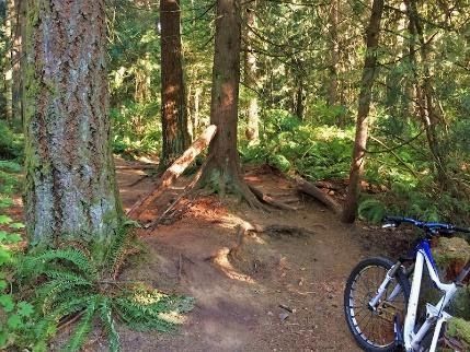 A bicycle is parked on the side of a trail in the woods.