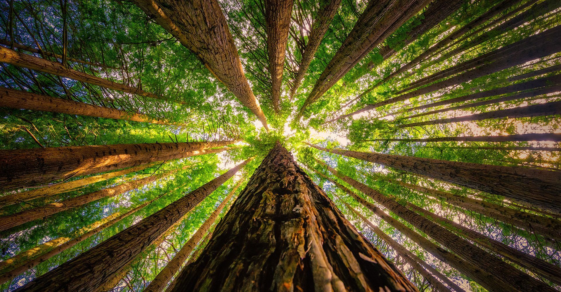 The sun is shining through the trees in a forest.