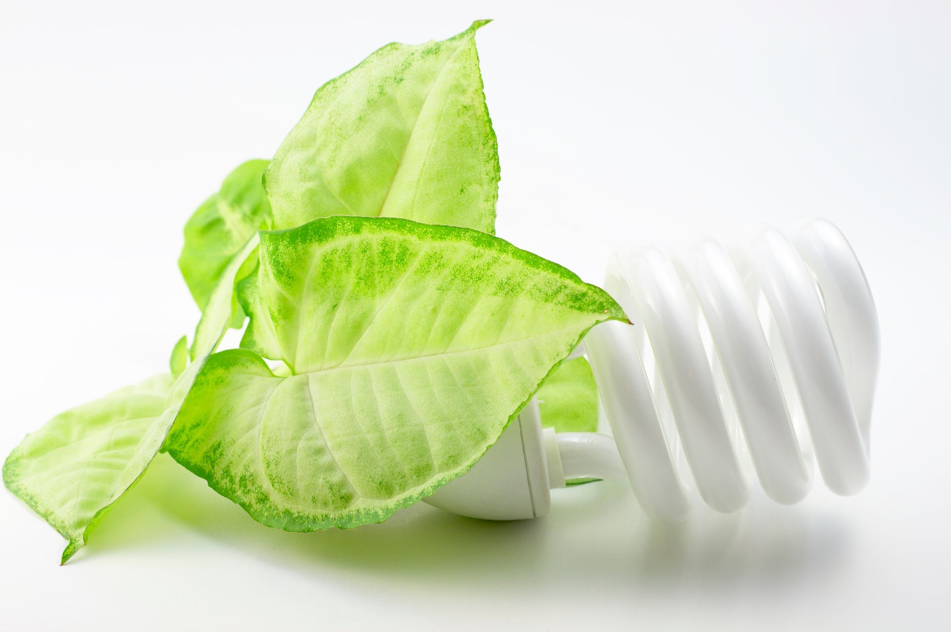 A light bulb with a green leaf on top of it.