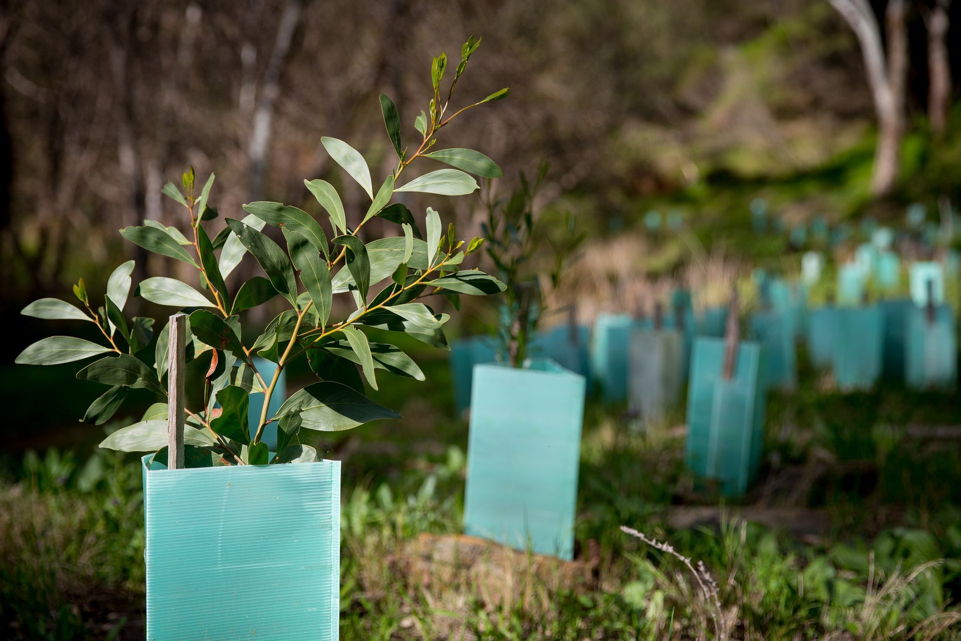 A group of small trees are growing in a field.