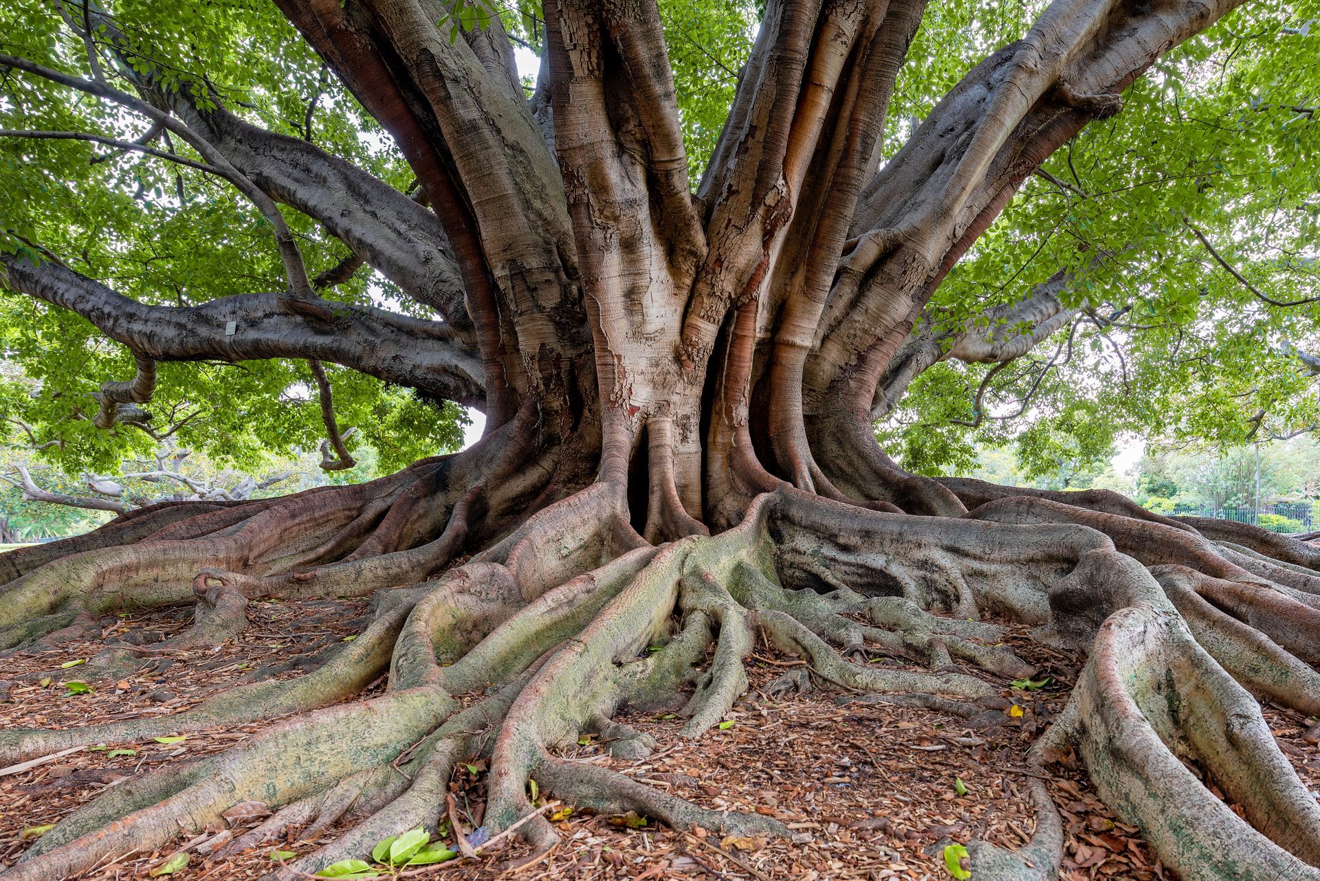 A large tree with lots of roots growing out of the ground.