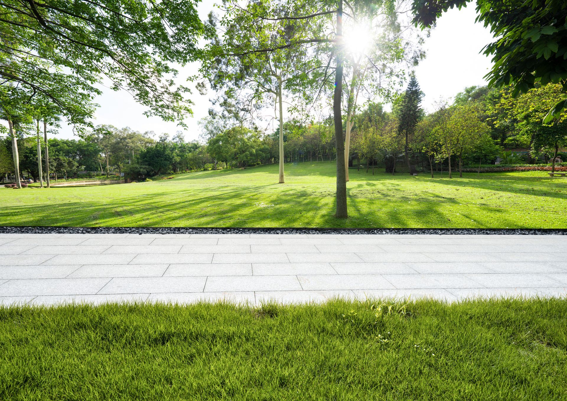 The sun is shining through the trees in the park