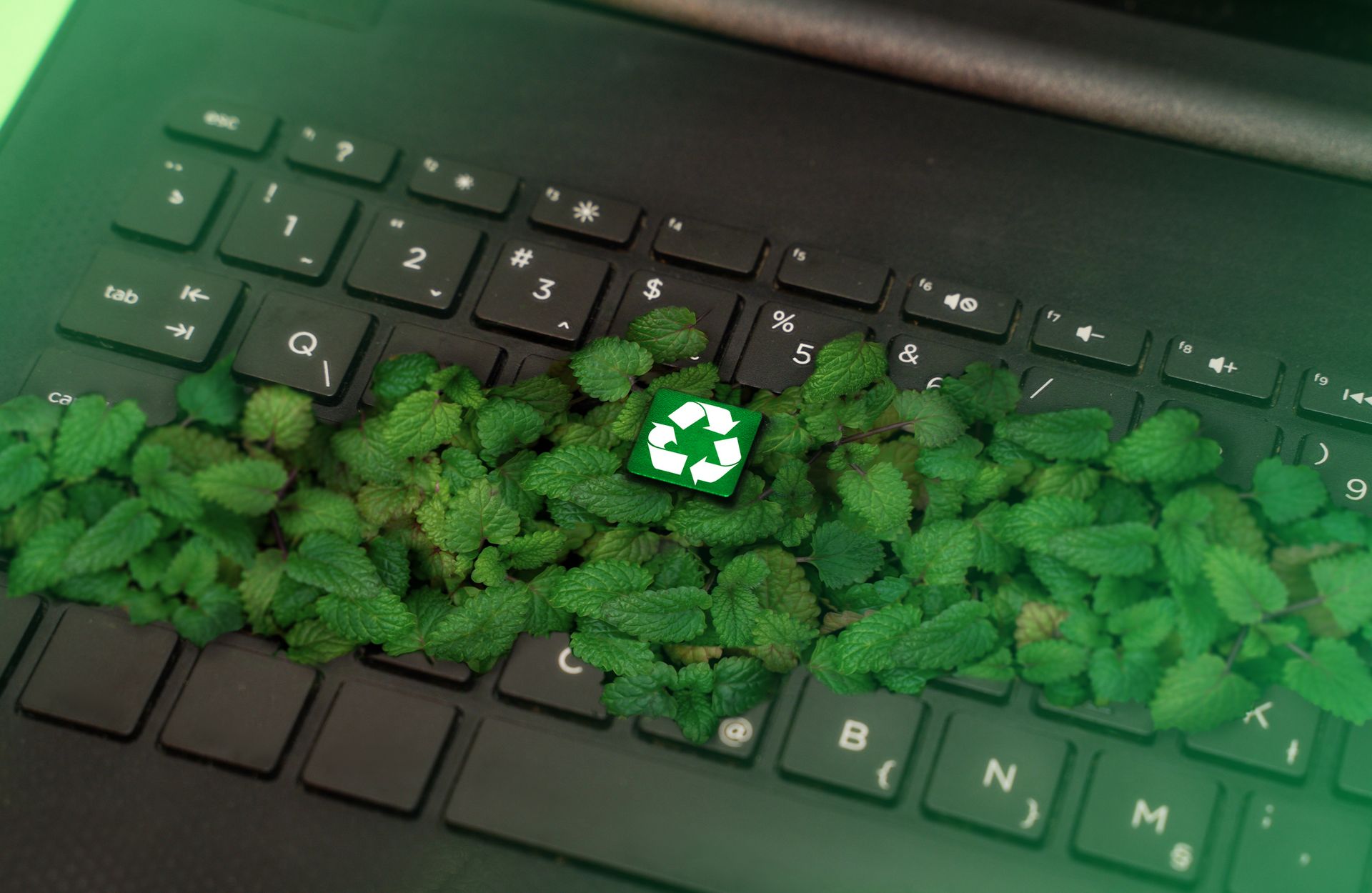 A close up of a laptop keyboard with green leaves growing out of it.