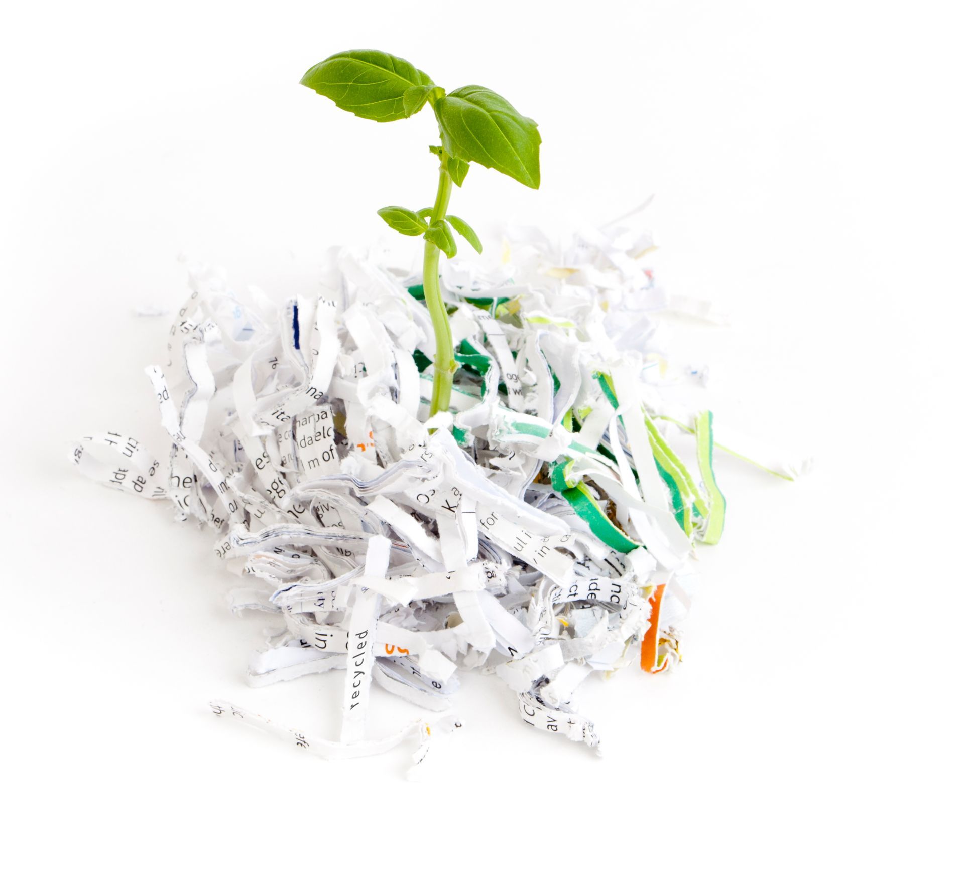 A green small plant is growing out of a pile of shredded paper.