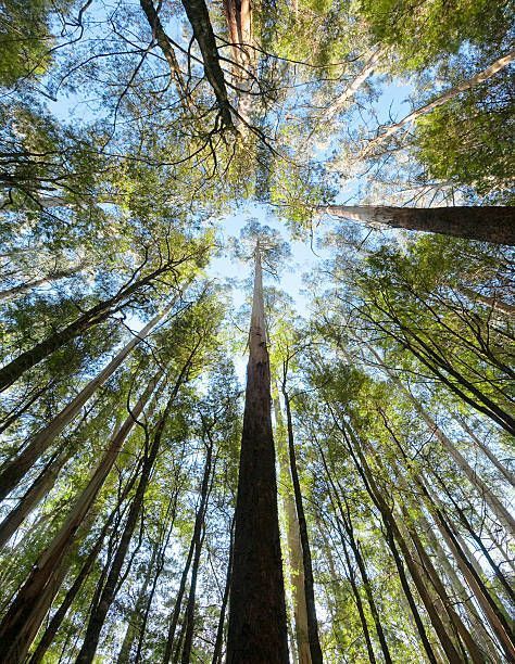 Looking up at the sky through the trees in a forest