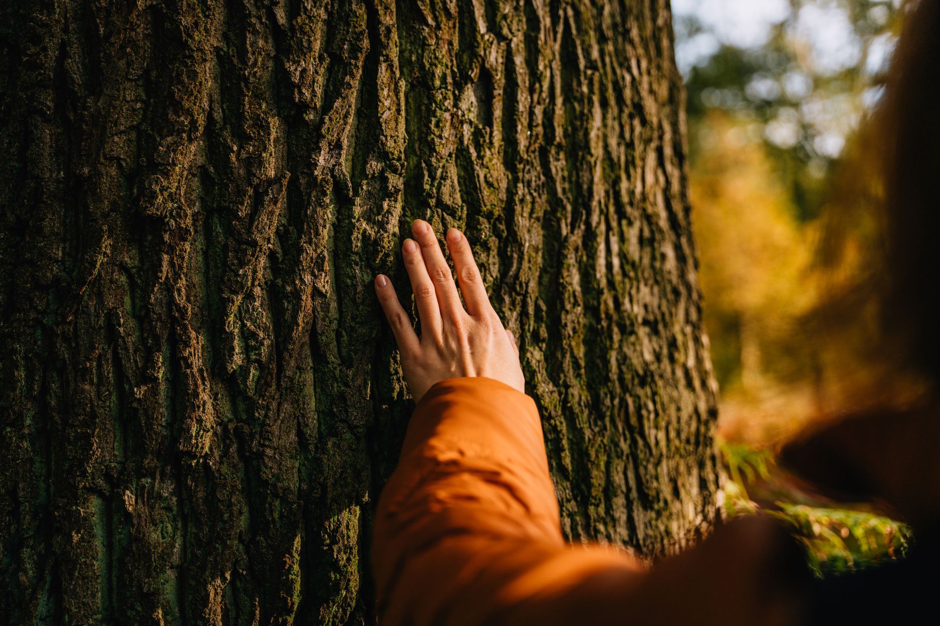 A person is touching the bark of a tree.