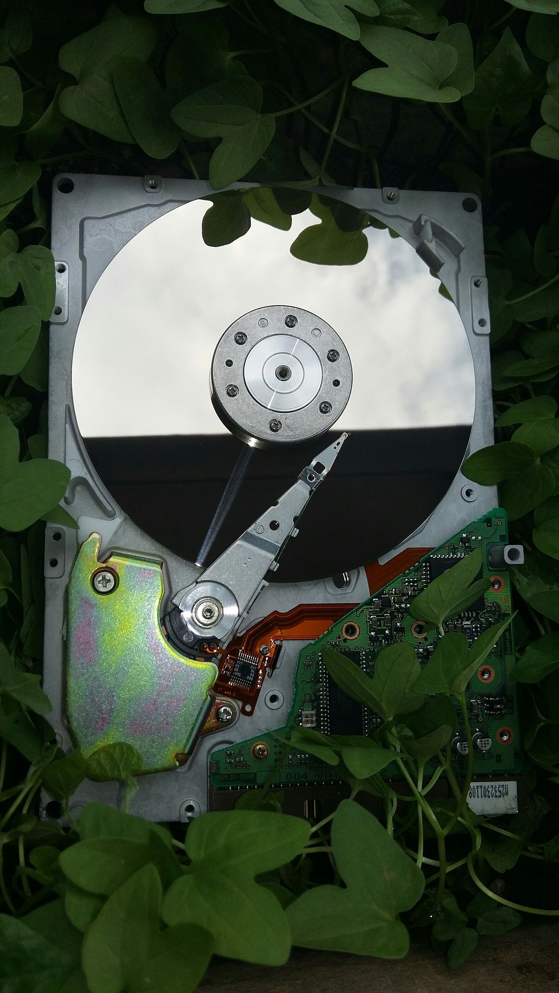 A broken hard drive is surrounded by green leaves.