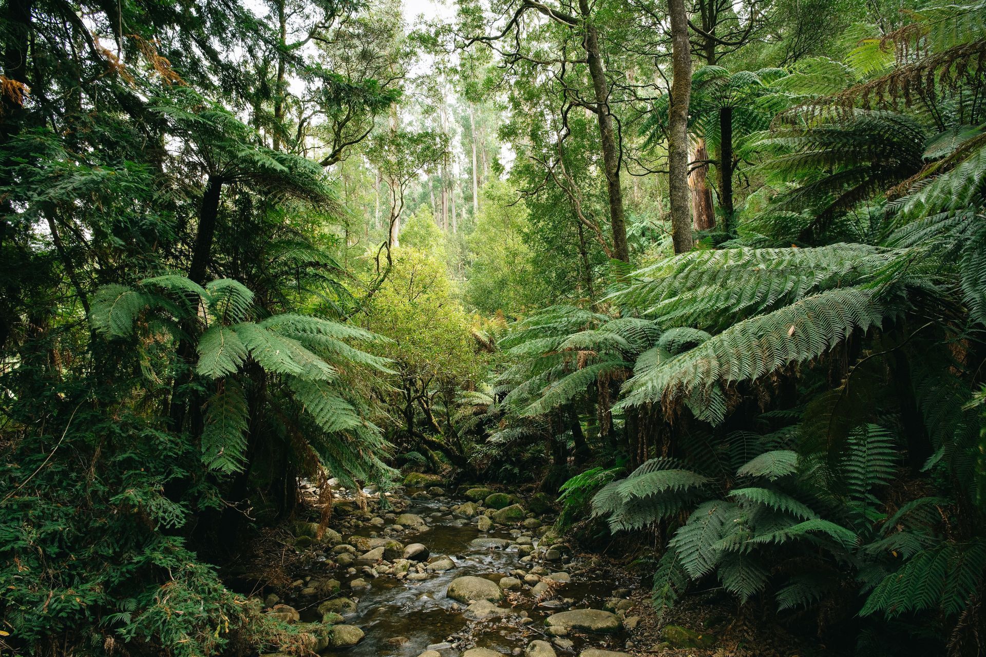 A stream running through a lush green forest surrounded by trees and ferns.