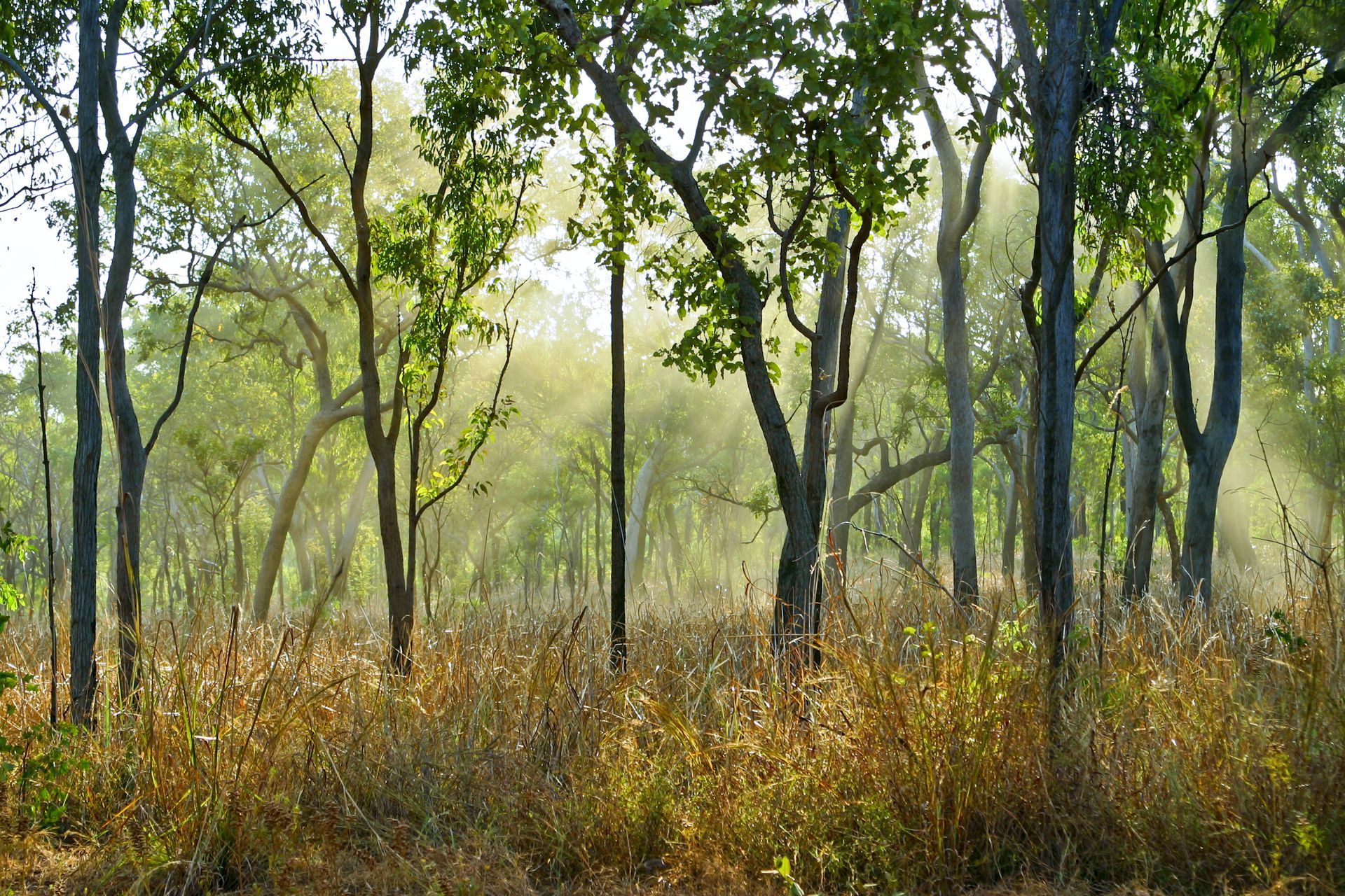 The sun is shining through the trees in the forest