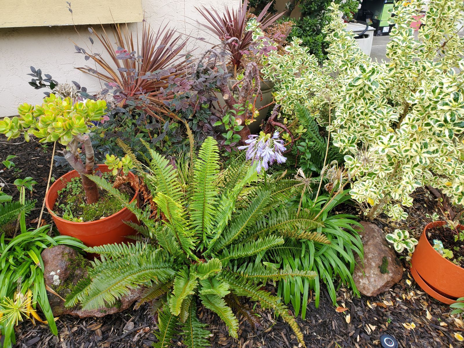 Garden Footpath — San Ramon, CA — Get It Done Gardening