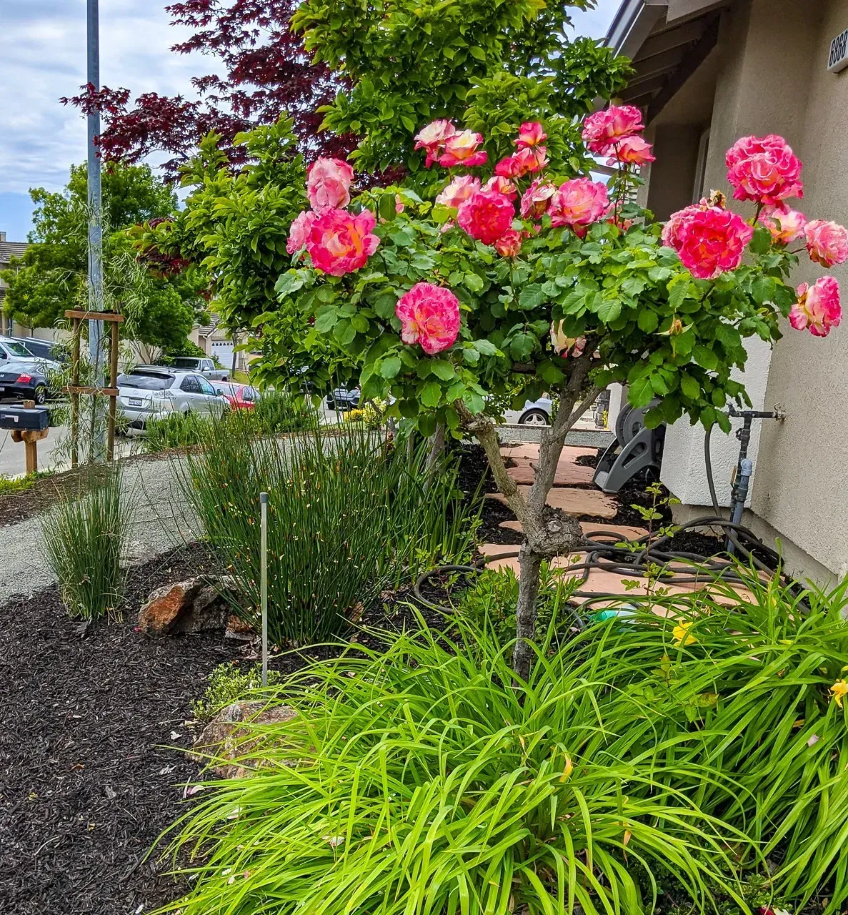 Roses — San Ramon, CA — Get It Done Gardening