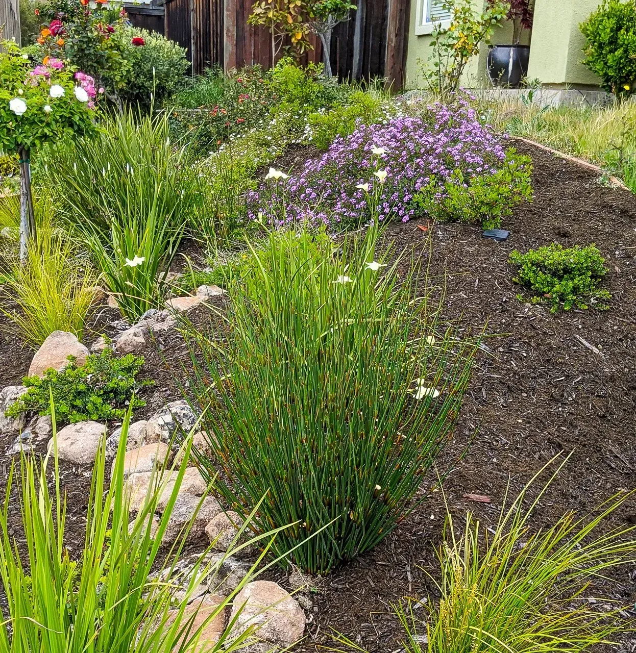 Yard Plants — San Ramon, CA — Get It Done Gardening