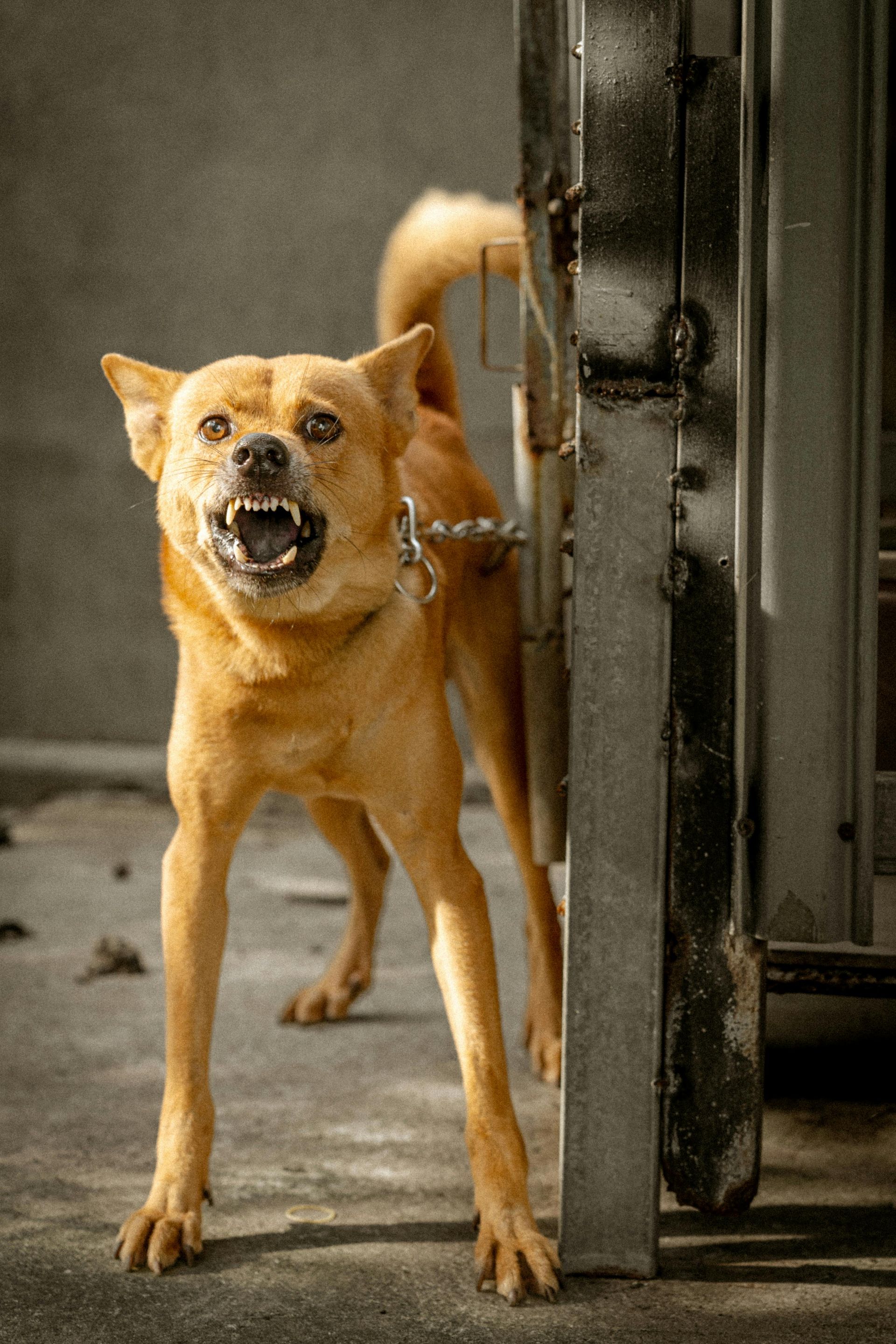 A brown dog is standing next to a door with its mouth open. - abraham sanieoff