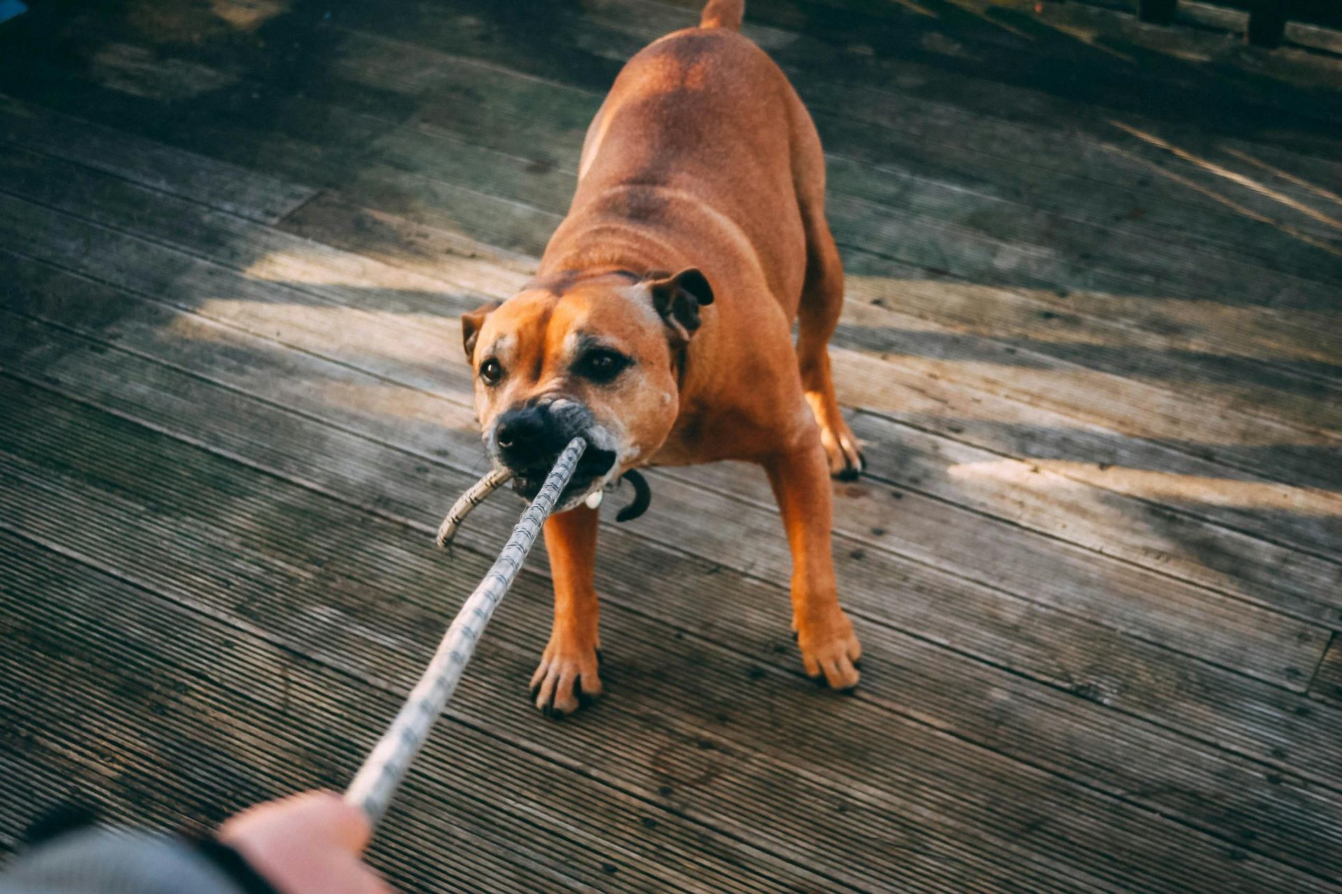 A dog is biting a rope on a wooden deck. - abraham sanieoff