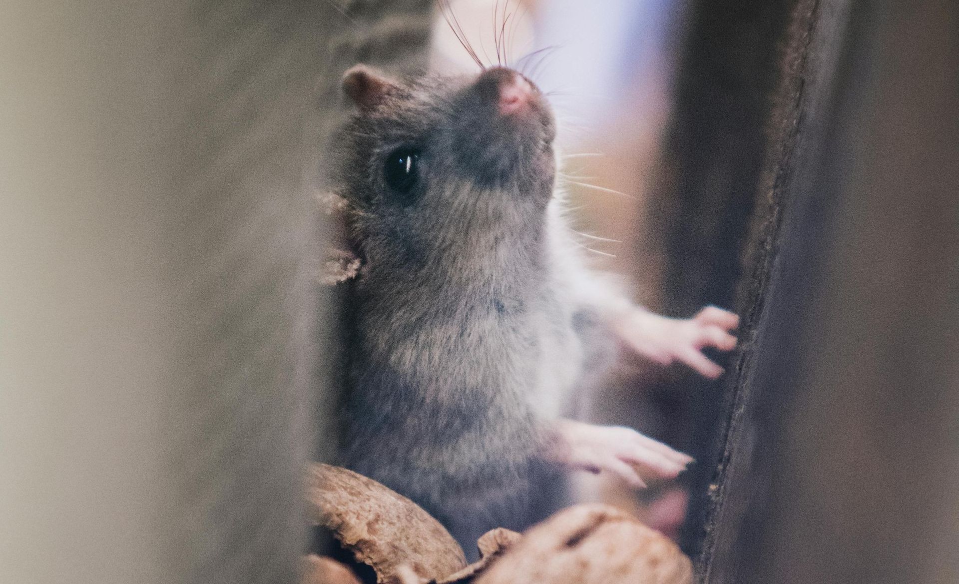A close up of a rat looking out of a window. - abraham sanieoff