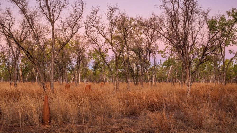 A Field Of Dry Grass With Trees In The Background — PGI North QLD In Burketown, QLD