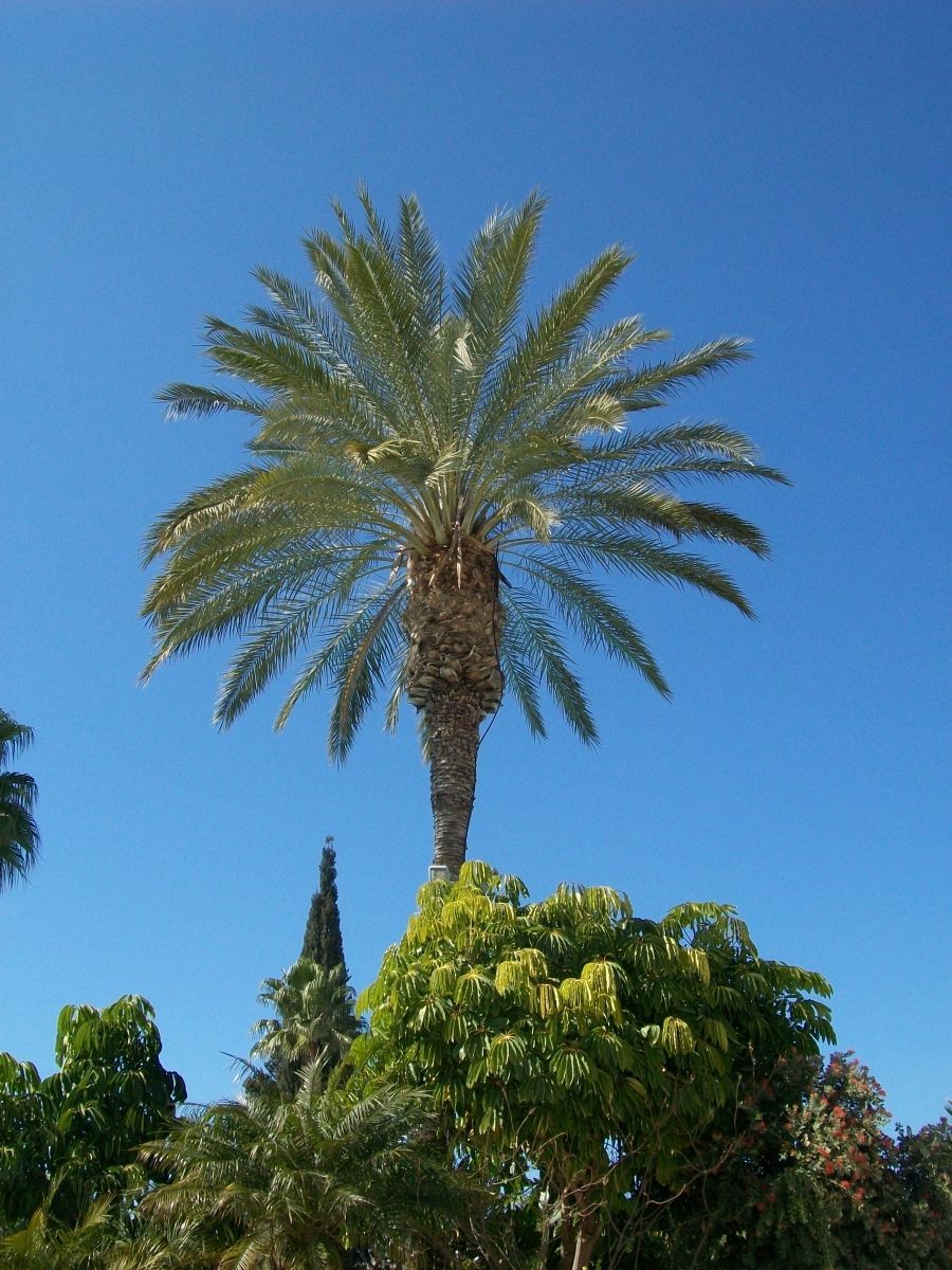Palmboom tegen een helderblauwe lucht, met daaronder groen gebladerte.