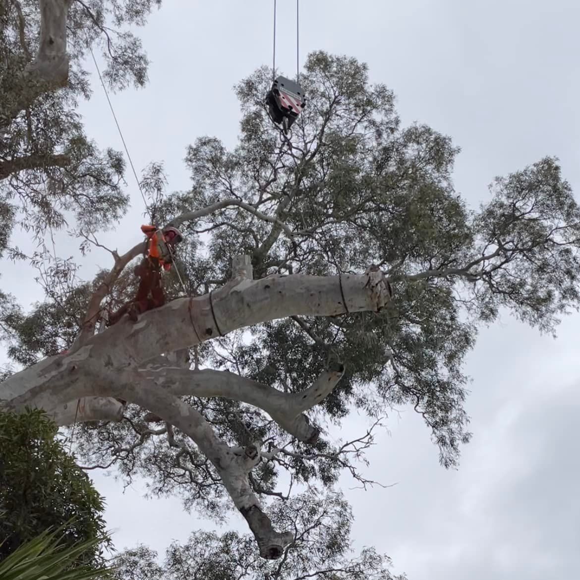 Crane Tree Removal — Adelaide, SA — AGL & Son Crane Hire