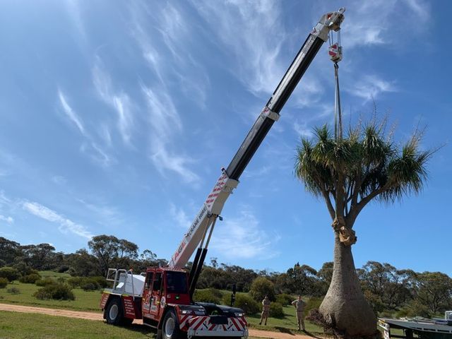 Transportation of Giant Trees — Adelaide, SA — AGL & Son Crane Hire