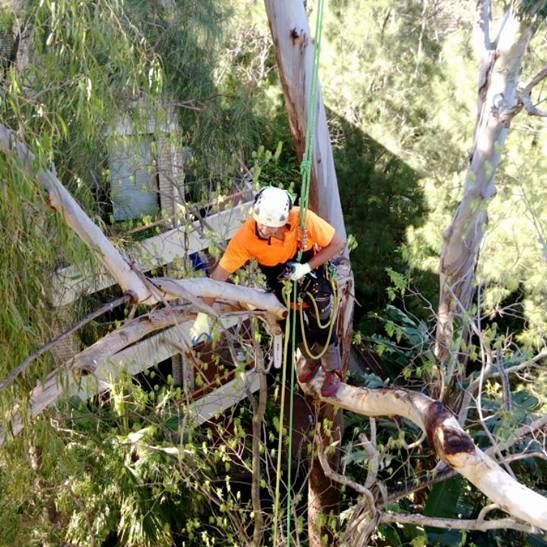 tree removal mackay expert