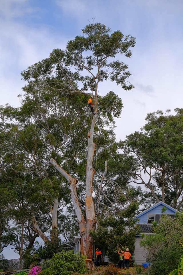 experienced arborists performing tree pruning