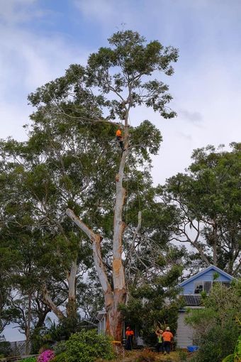 tree removal in progress